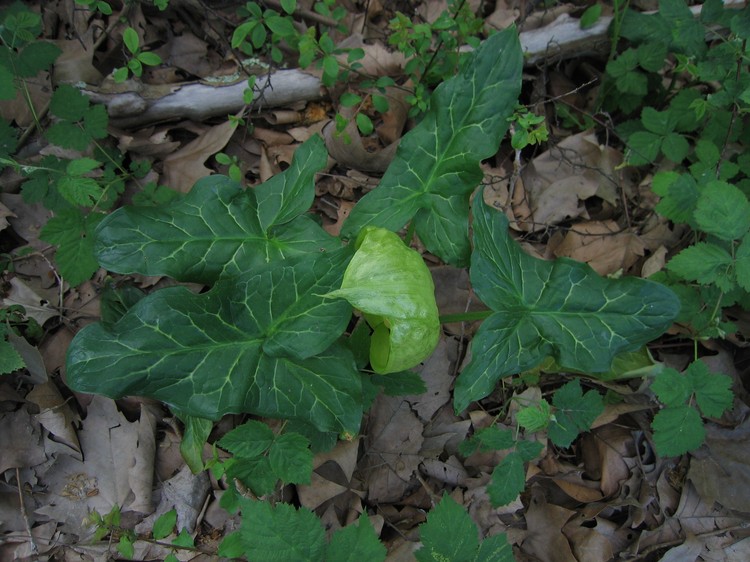 Arum italicum